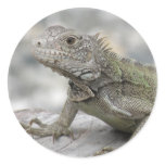 Horned Iguana Sicker Classic Round Sticker