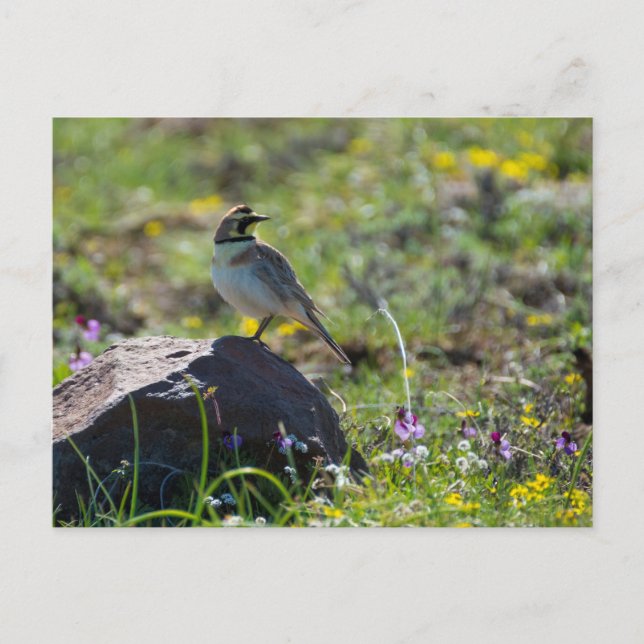 Horned Lark Postcard (Front)