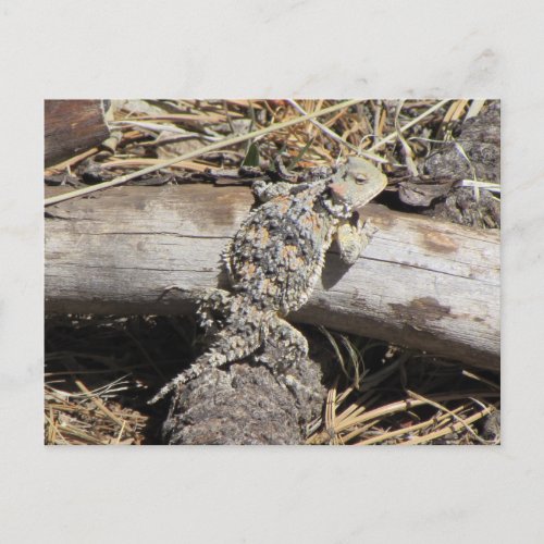 Horned Lizard Postcard