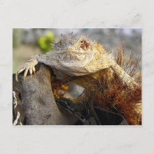 horned lizard postcard
