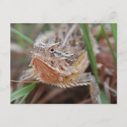 Horned Lizard Postcard