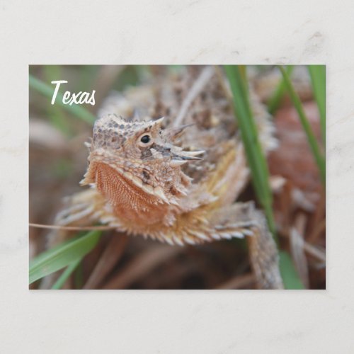 Horned Lizard Texas Postcard