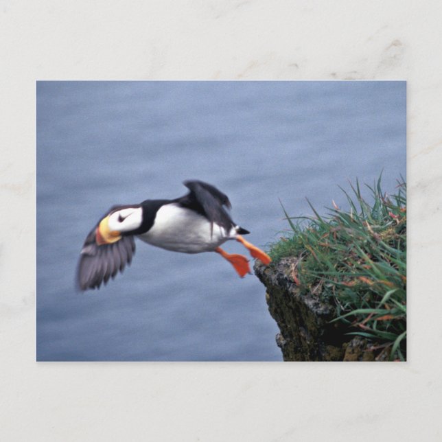 Horned Puffin Hall Island Postcard (Front)