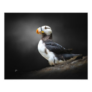 Horned Puffin Wildlife Portrait on Black Photo Print