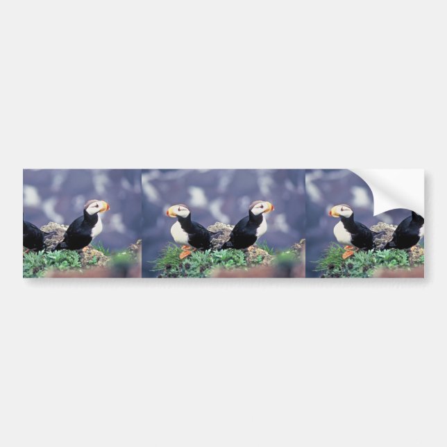 Horned Puffins Bumper Sticker (Front)