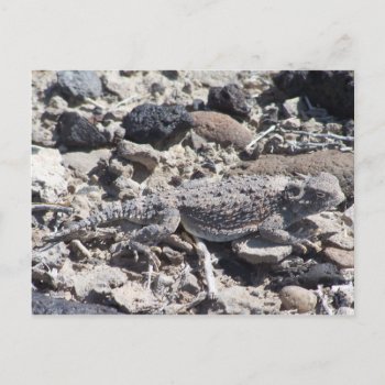 Horned Toad Postcard by abadu44 at Zazzle