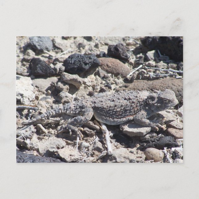 horned toad postcard (Front)