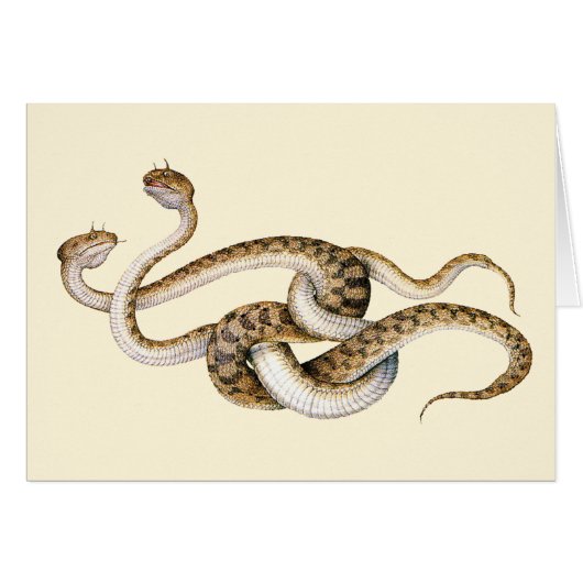 Horned Vipers (Front Horizontal)