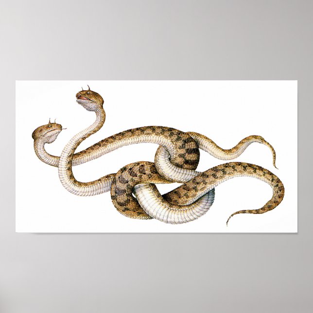 Horned Vipers Poster (Front)