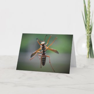 Hornet, card