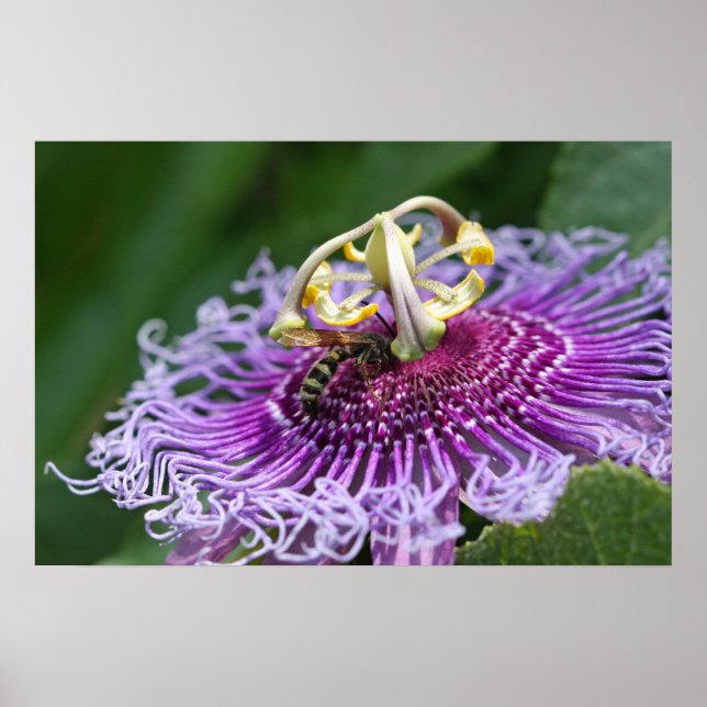 Hornet Feeding Nature Poster (Front)