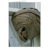 Hornets Nest (Front)