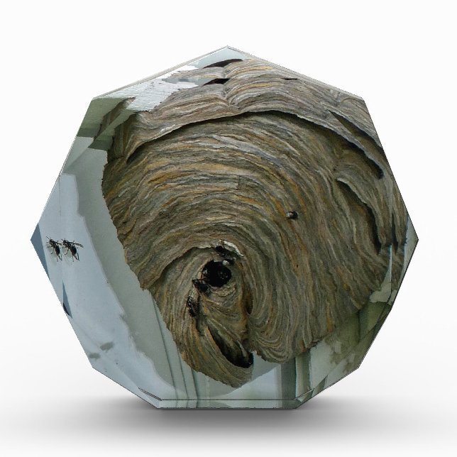 Hornets Nest Award (Front)