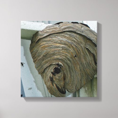 Hornets Nest Canvas Print