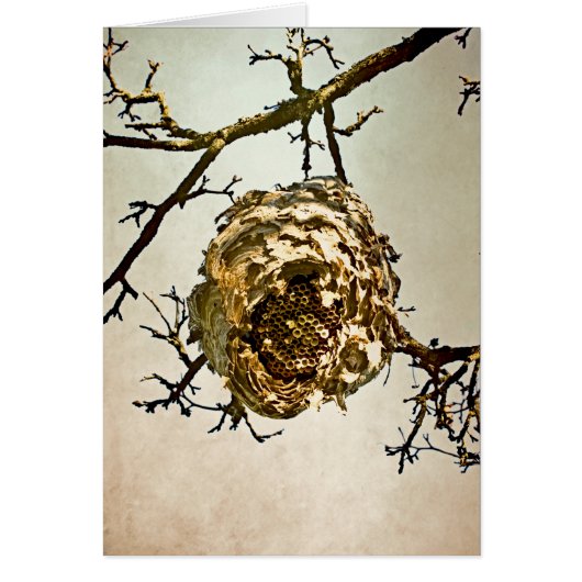 Hornet's Nest Cards (Front)