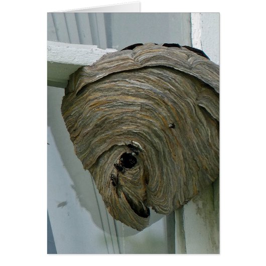 Hornets Nest Cards (Front)