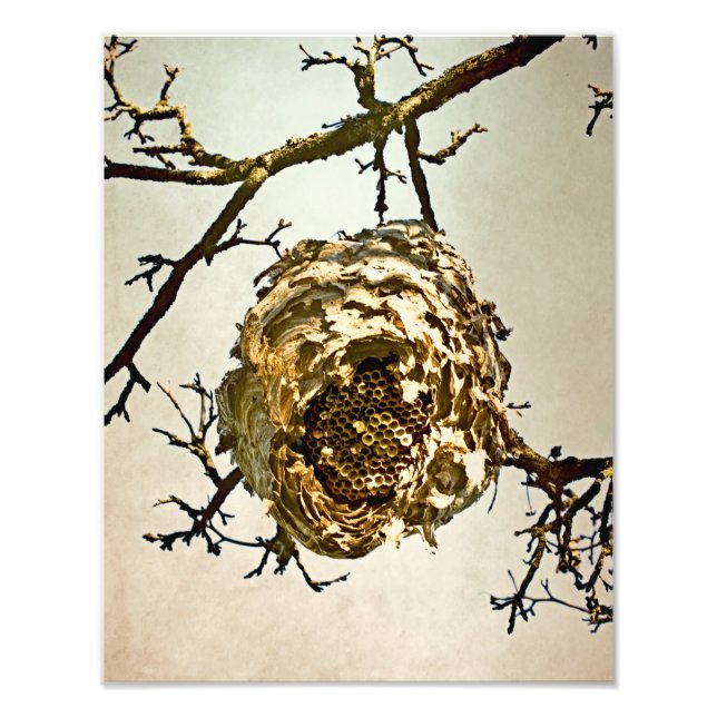 Hornet's Nest Photo Print (Front)