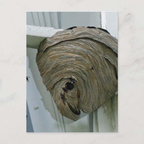 Hornets Nest Postcard