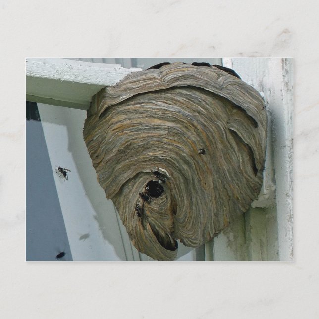 Hornets Nest Postcard (Front)