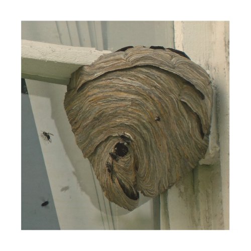 Hornets Nest Wood Wall Decor