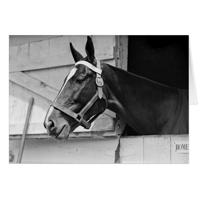 Horse (Front Horizontal)