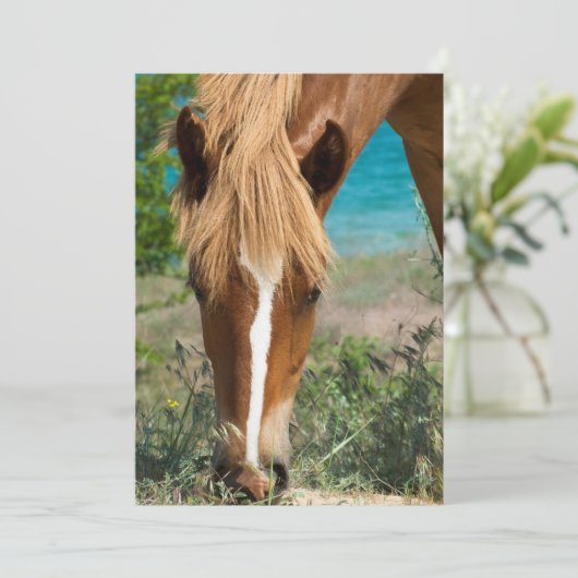 Horse (Standing Front)