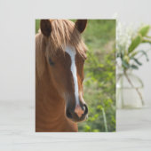 Horse (Standing Front)