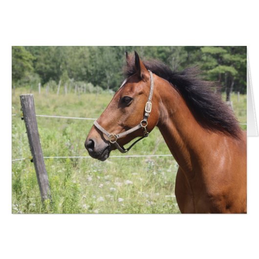 Horse (Front Horizontal)