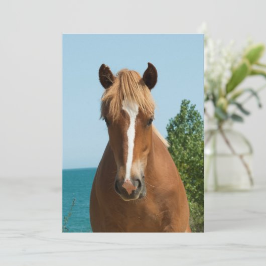 Horse (Standing Front)