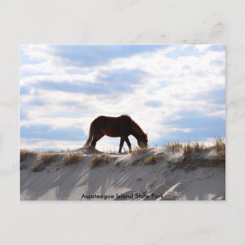 horse 2 Assateague Island State Park Postcard