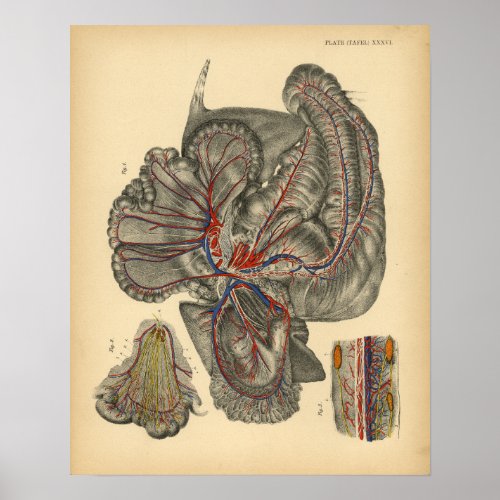 Horse Abdominal Anatomy 1908 Vintage Print