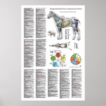 Horse Acupuncture Point Location Poster