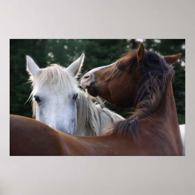 Horse Affection - poster (Front)