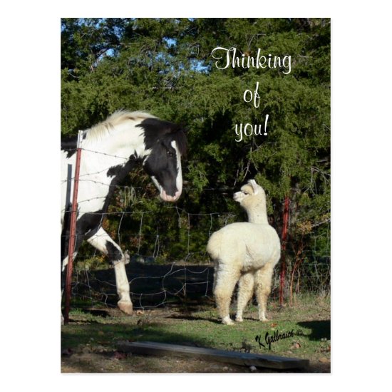 Horse Alpaca Postcard