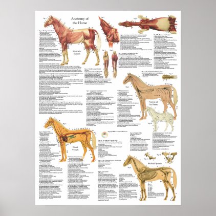 Horse Anatomy Muscles Bones Arteries 18 X 24 Poster