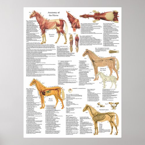 Horse Anatomy Muscles Bones Arteries 18 X 24 Poster