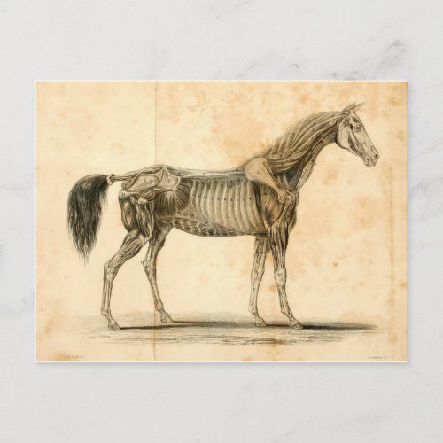 Horse Anatomy Postcard I