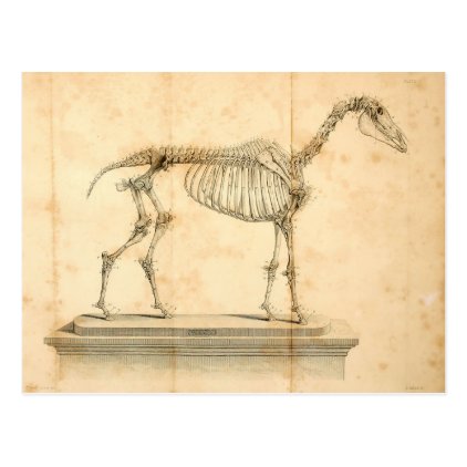 Horse Anatomy Postcard II