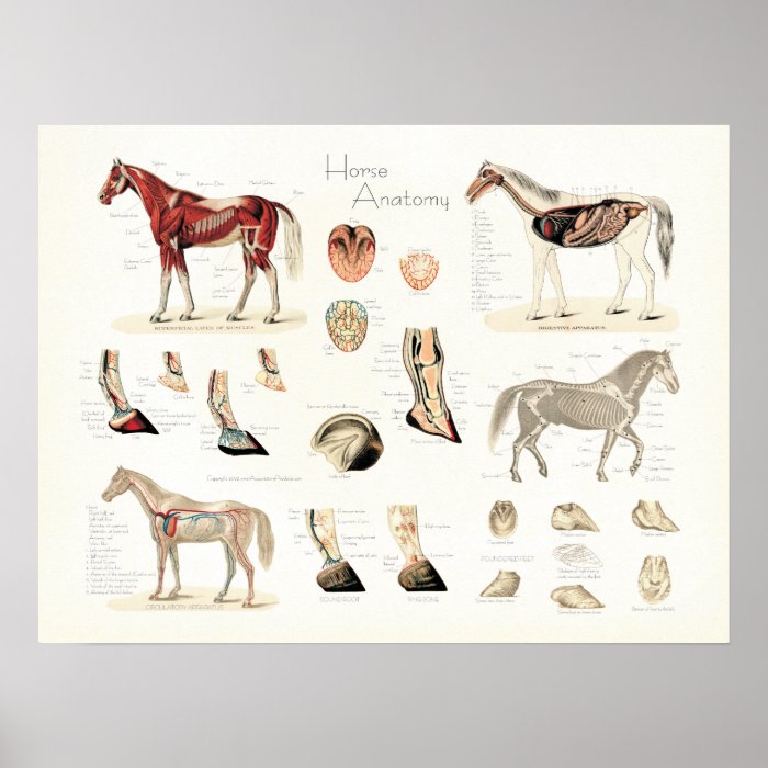 Horse Anatomy Poster. Unique Horse anatomy poster created with vintage
