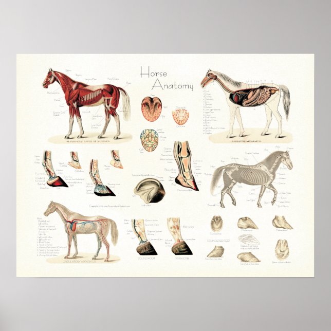 Horse Anatomy Poster (Front)