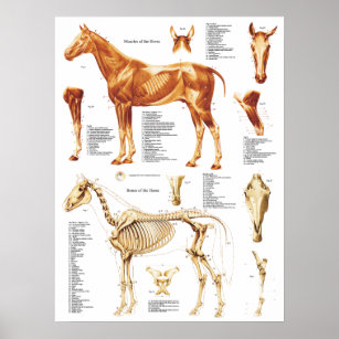 Horse Anatomy Poster Muscles and Bones 18 X 24