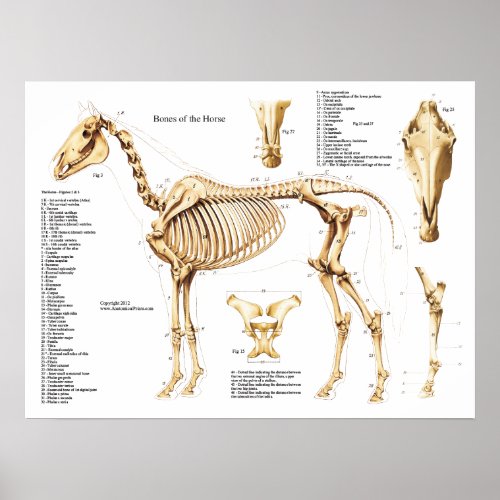Horse Anatomy Skeleton Poster