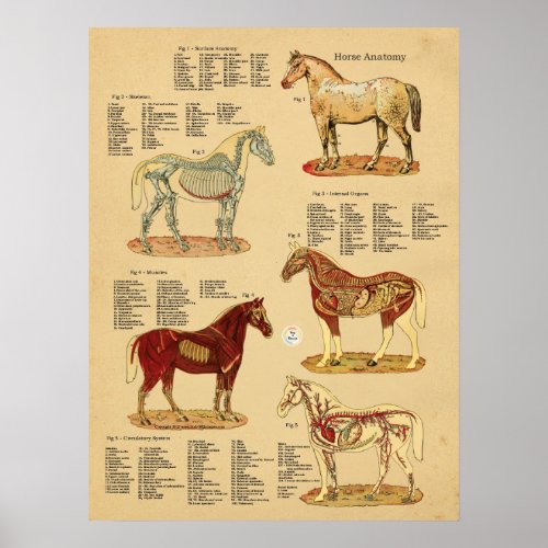 Horse Anatomy Veterinary Chart