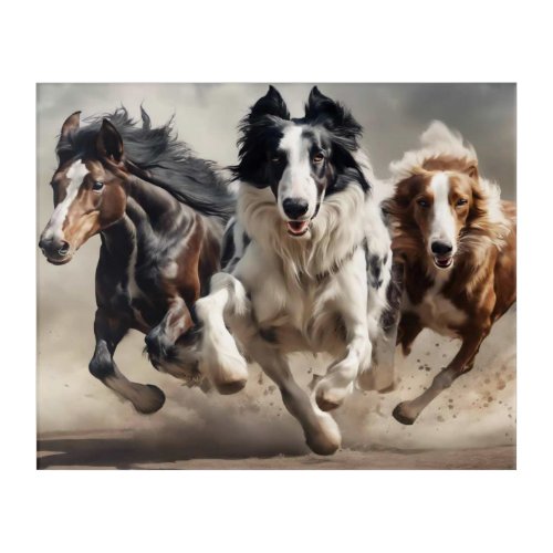 Horse and 2 Border Collies Running together Acrylic Print