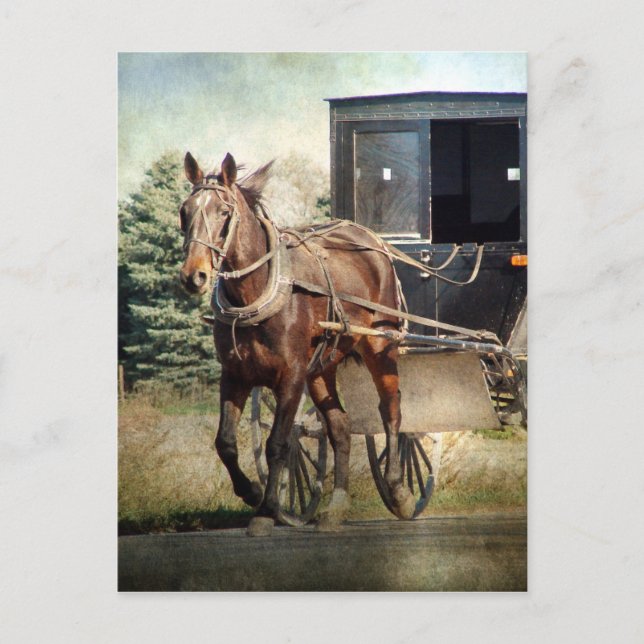 Horse and Buggy in Rural Iowa Postcard (Front)