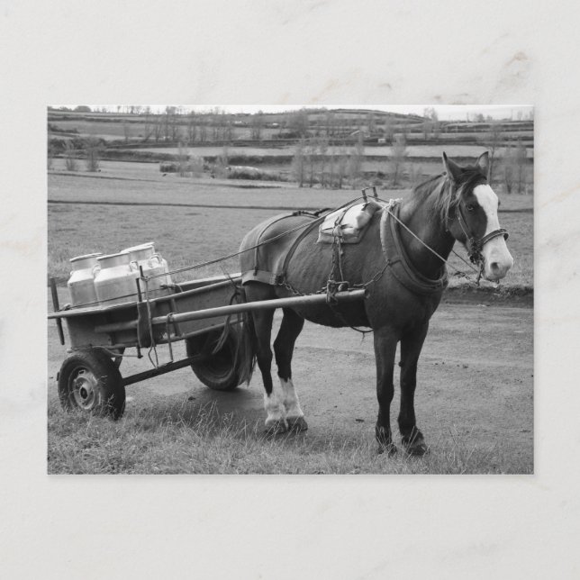 Horse and Cart Postcard (Front)