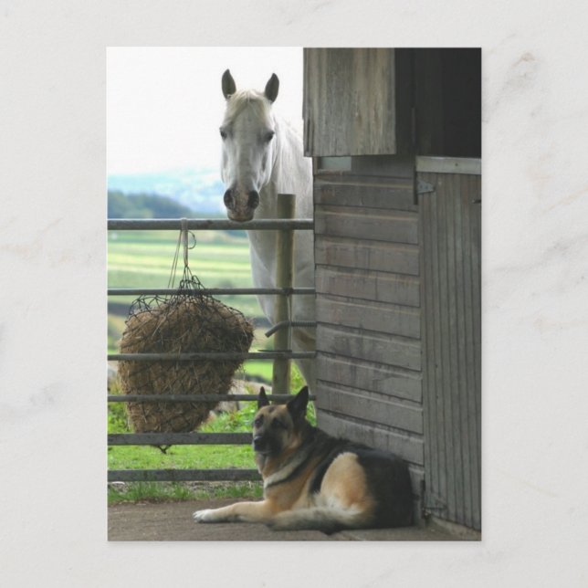 Horse and Dog Postcard (Front)