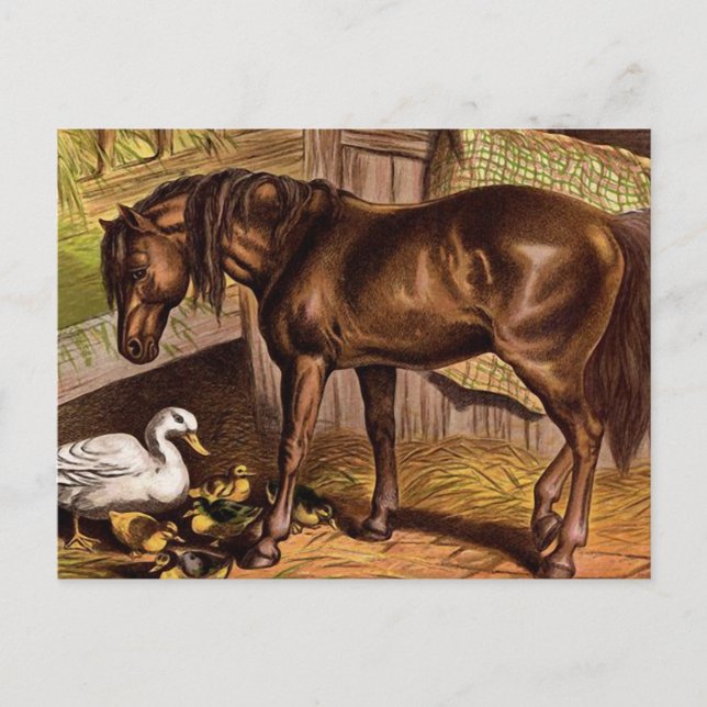 Horse and Ducklings Vintage Illustration Postcard (Front)
