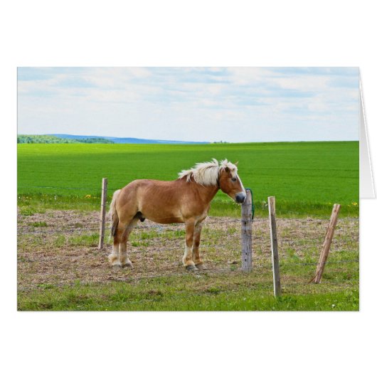 Horse and Field Cards (Front Horizontal)