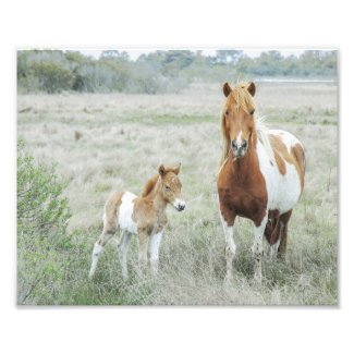 Horse and Foal Country Farmhouse Style Photo Print